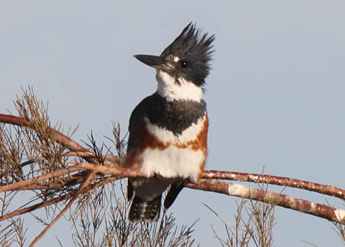 Belted kingfisher 2